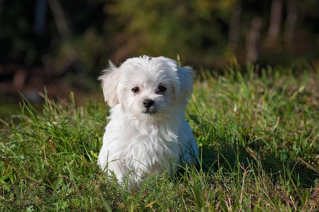 dog img
