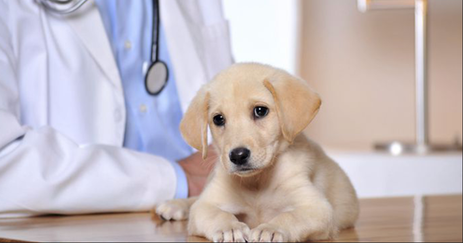 How to Avoid "Week Dogs": A Complete Guide for New Puppy Owners​