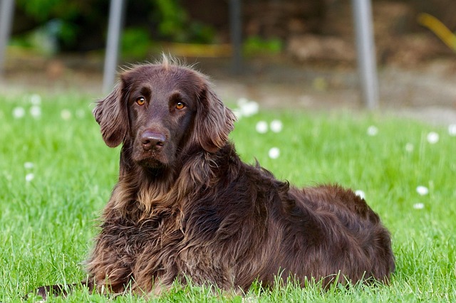 New Puppy Parent? Don’t Overlook This Critical Step (Most People Do!)
