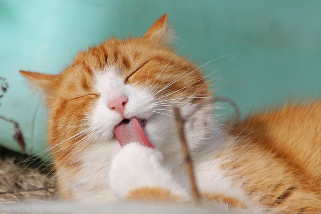 Your Cat Isn’t Being Rude—Here’s What They’re Really Trying to Say