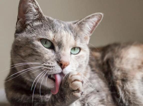 What should be done if cats frequently lick their fur?