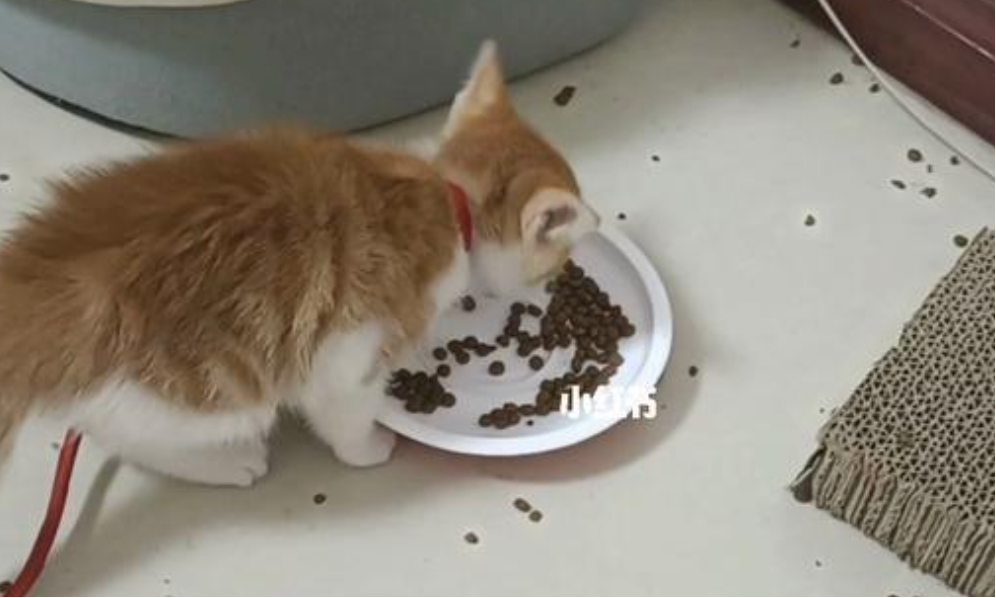 Why do cats eat their own fur? (Exploring the reasons and hazards behind cats eating fur)